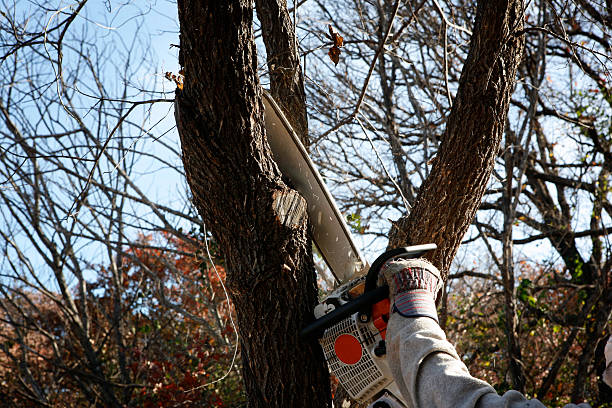 Leaf Removal in Chillicothe, IL